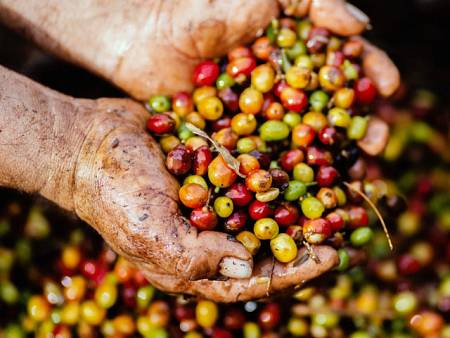 Inovasi Teknologi Terbaru dalam Pengembangan Pertanian dan Perkebunan