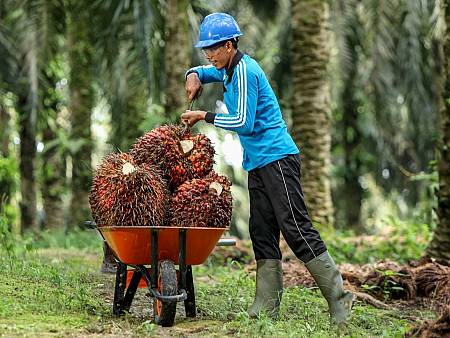 Konsultasi Tanaman Perkebunan Sawit