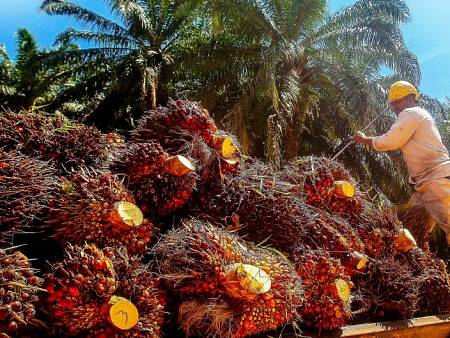 POTENSI BISNIS BUDIDAYA SAWIT INDONESIA TAHUN 2024