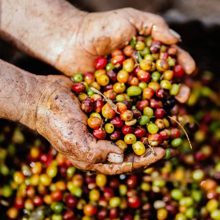 Inovasi Teknologi Terbaru dalam Pengembangan Pertanian dan Perkebunan