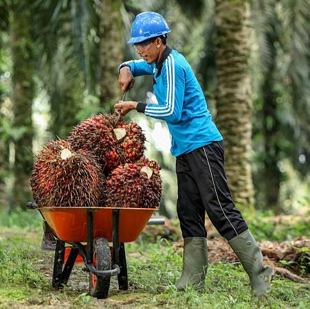 Konsultasi Tanaman Perkebunan Sawit
