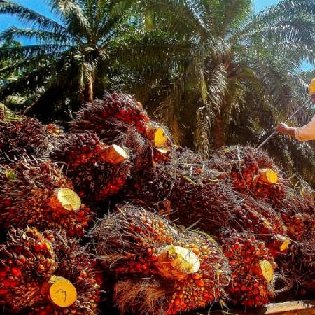 POTENSI BISNIS BUDIDAYA SAWIT INDONESIA TAHUN 2024