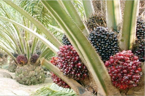 POTENSI BISNIS BUDIDAYA SAWIT INDONESIA 2024